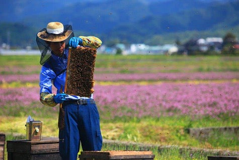 (R6年)2024年度採蜜の新みつについて