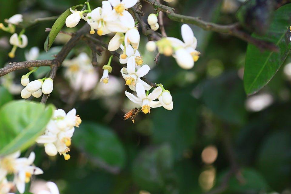 【大瓶600g】百花 はちみつ - 福田養蜂場|鳥取産・非加熱はちみつ