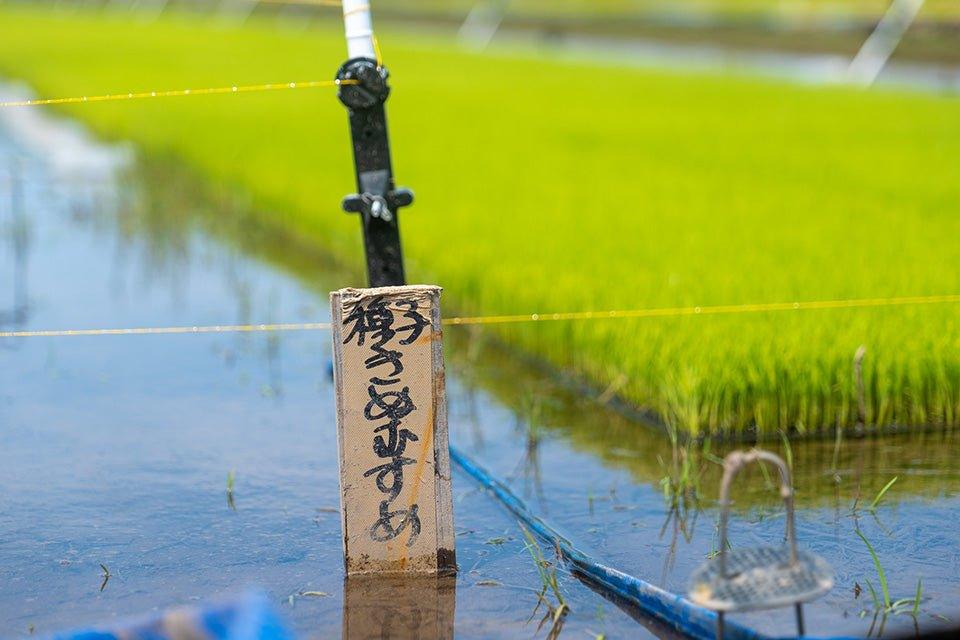 れんげ米 - 福田養蜂場｜鳥取産・非加熱はちみつ