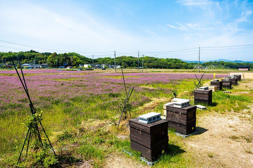 れんげ はちみつ - 福田養蜂場｜鳥取産・非加熱はちみつ