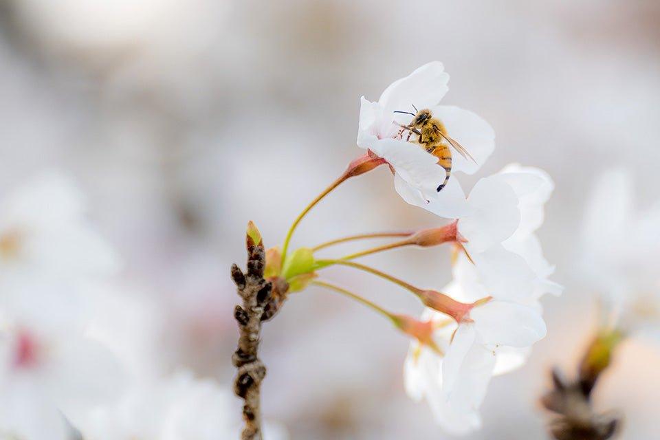百花 はちみつ - 福田養蜂場|鳥取産・非加熱はちみつ