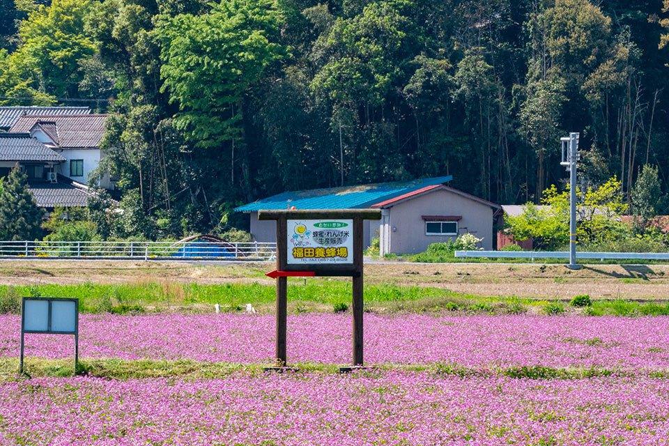 れんげ はちみつ - 福田養蜂場｜鳥取産・非加熱はちみつ