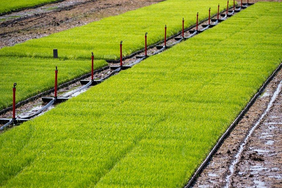 れんげ米 - 福田養蜂場|鳥取産・非加熱はちみつ