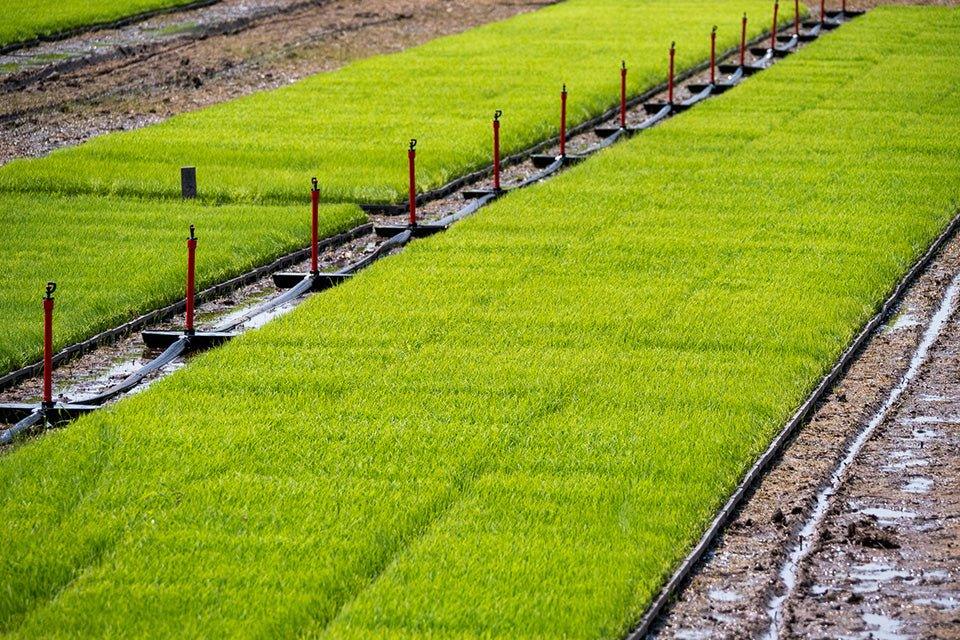 れんげ米 - 福田養蜂場｜鳥取産・非加熱はちみつ