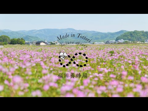 れんげ はちみつ｜鳥取の非加熱はちみつ、福田養蜂場 – 福田養蜂場